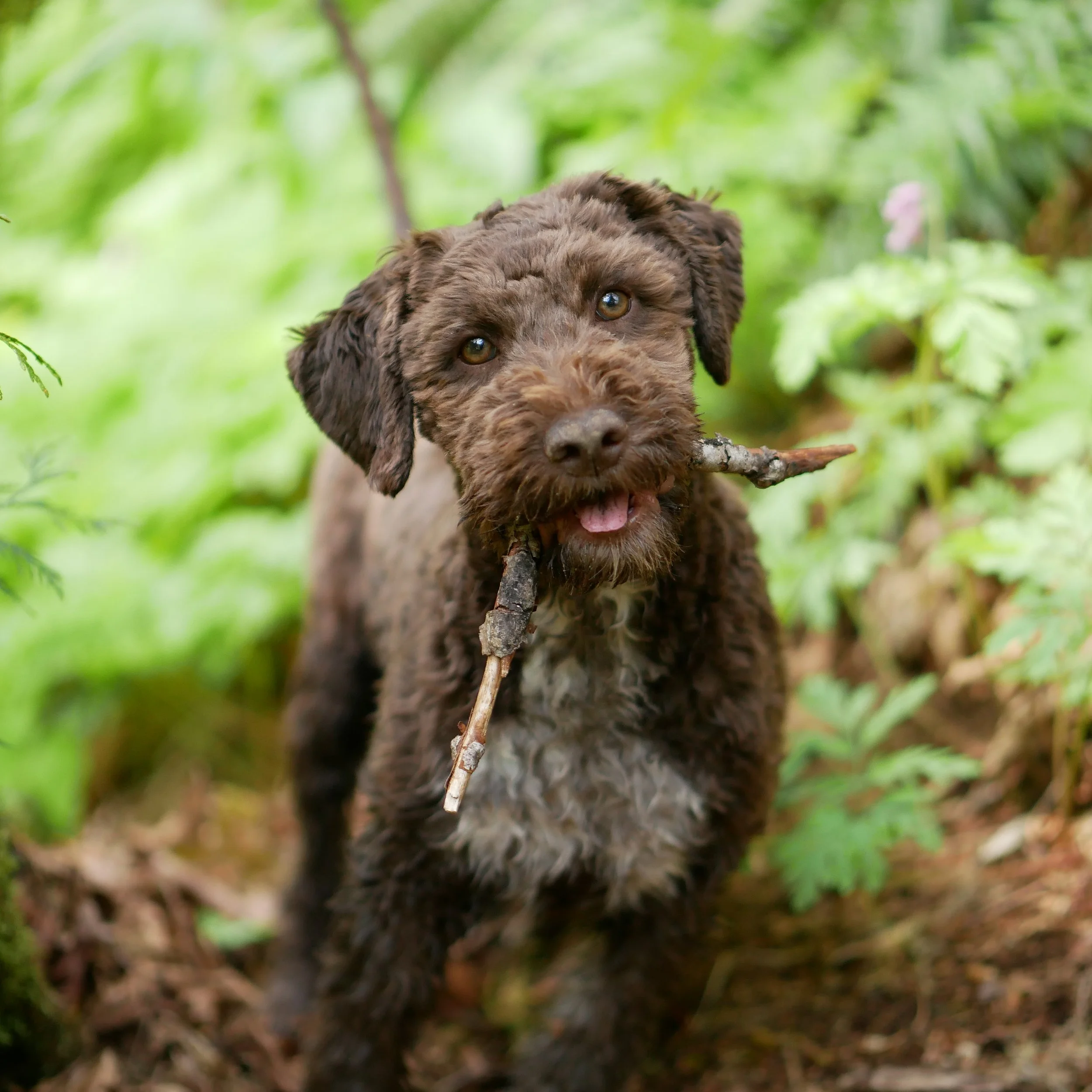 Lagotto in basket